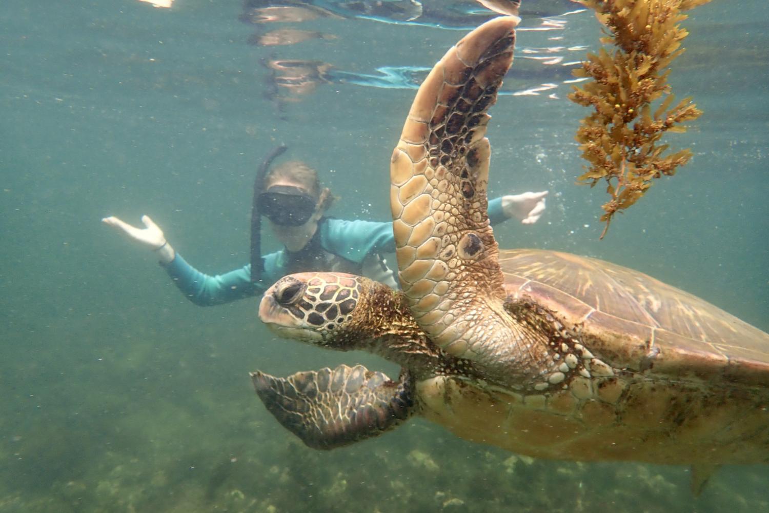 一名<a href='http://ttos.ngskmc-eis.net'>博彩网址大全</a>学生在Galápagos群岛游学途中与一只巨龟游泳.